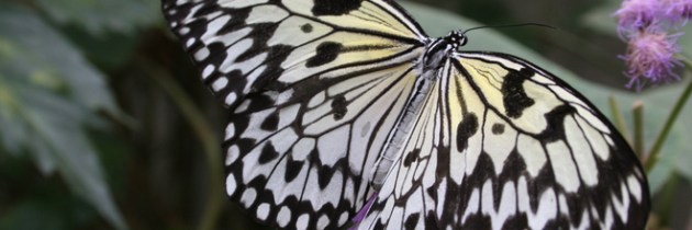 Diabetes is random sometimes